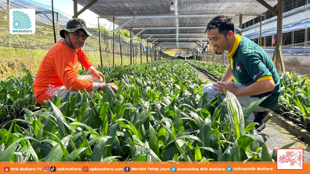 Bangun Masa Depan Pertanian: Pembibitan Kelapa Sawit Berkualitas Tinggi dari CV Takasima - NPK Mutiara